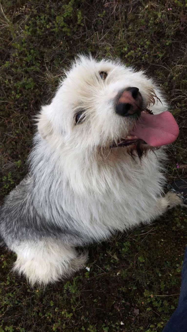 Neil Diamond, a Siberian Husky and Golden Retriever mix tested with EmbarkVet.com