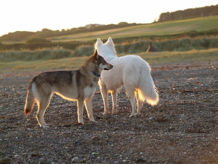 Kalen, a German Shepherd Dog and Siberian Husky mix tested with EmbarkVet.com