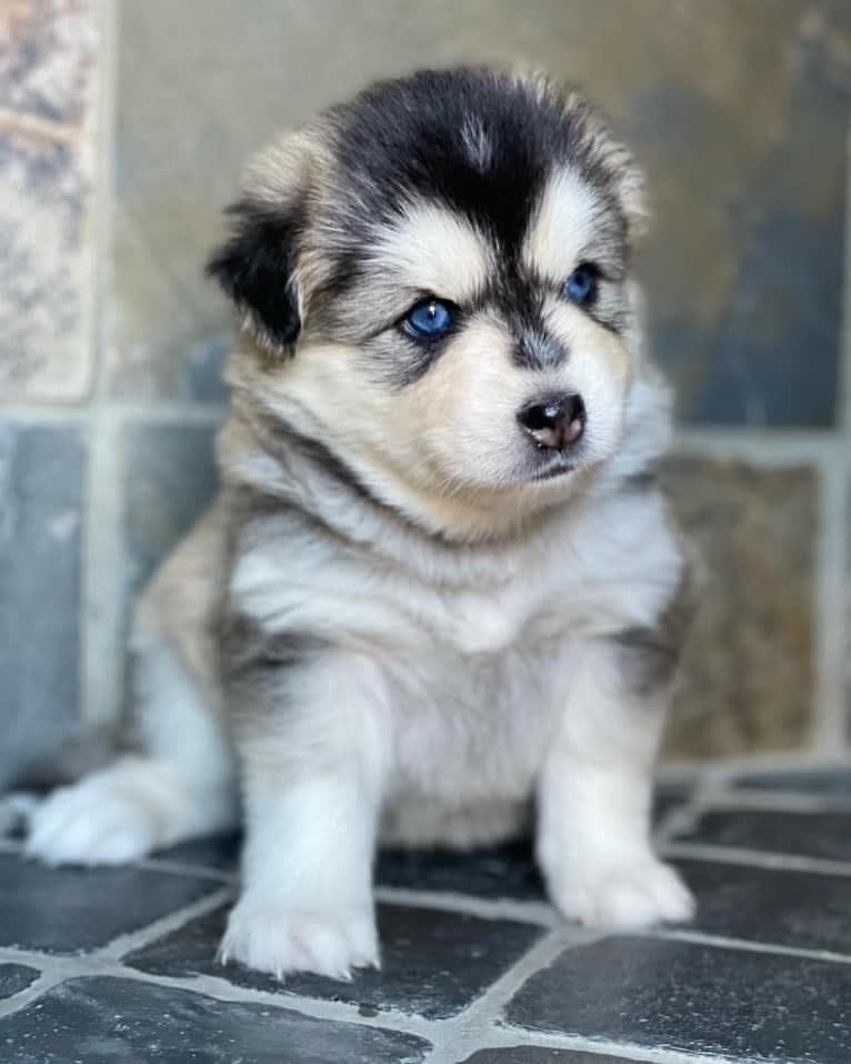 Brady, a Pomsky tested with EmbarkVet.com