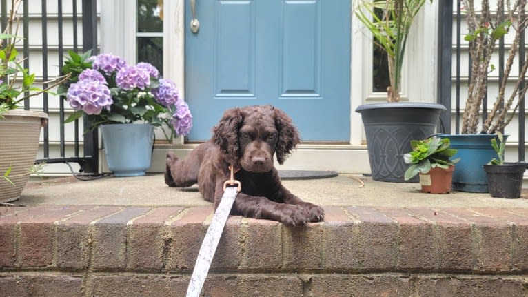 Emerald Jolene Thomas, a Boykin Spaniel tested with EmbarkVet.com