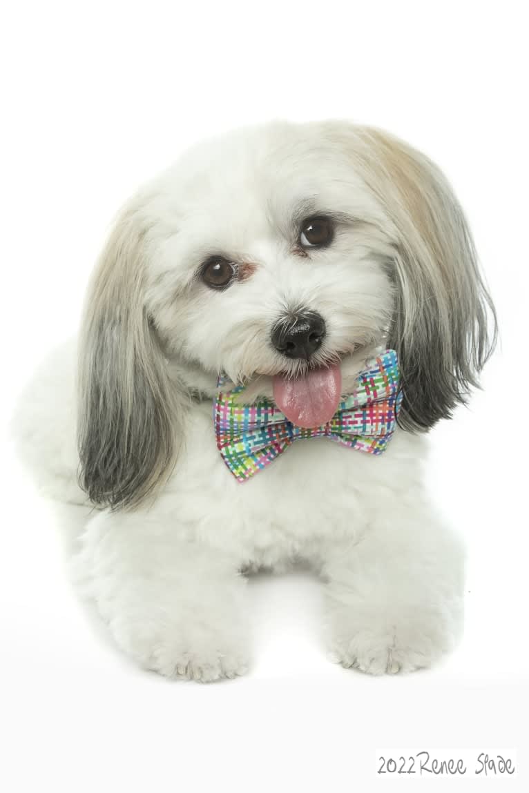 Liam, a Havanese tested with EmbarkVet.com