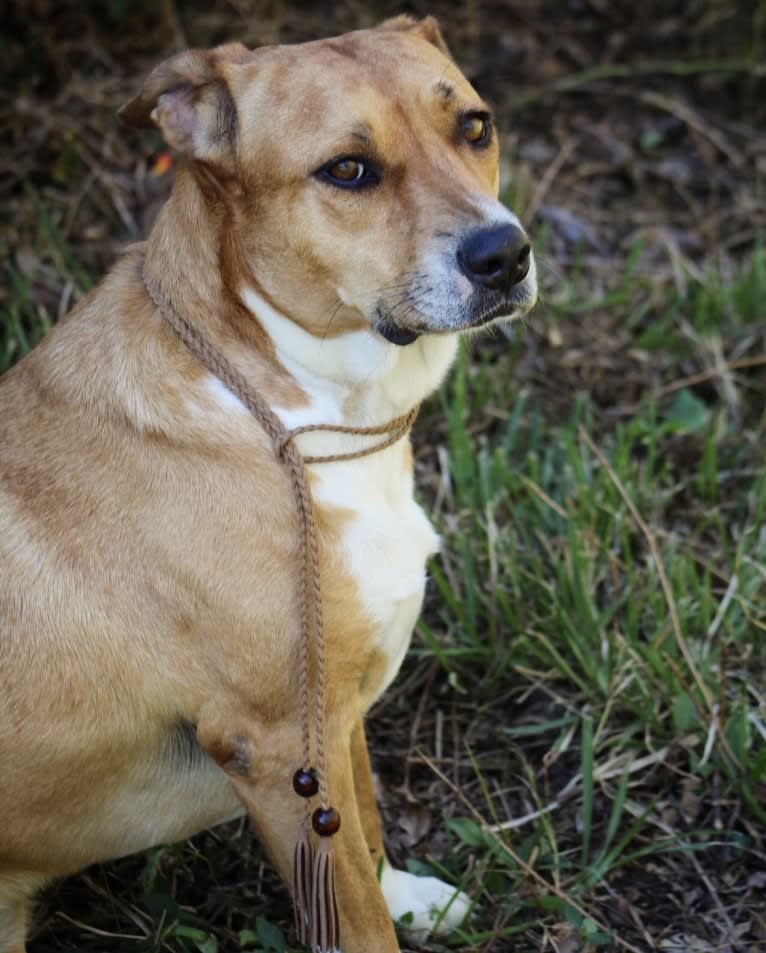 Roxie, an American Pit Bull Terrier and Australian Shepherd mix tested with EmbarkVet.com