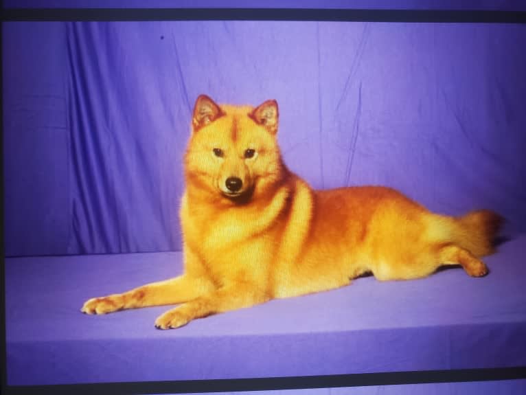 Adonis, a Finnish Spitz tested with EmbarkVet.com