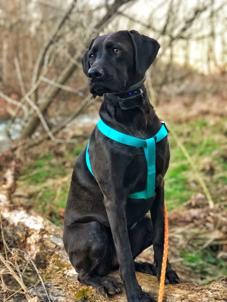 Hazel, a Labrador Retriever and Redbone Coonhound mix tested with EmbarkVet.com