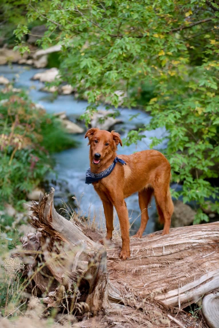 Lennon, a Doberman Pinscher and Golden Retriever mix tested with EmbarkVet.com