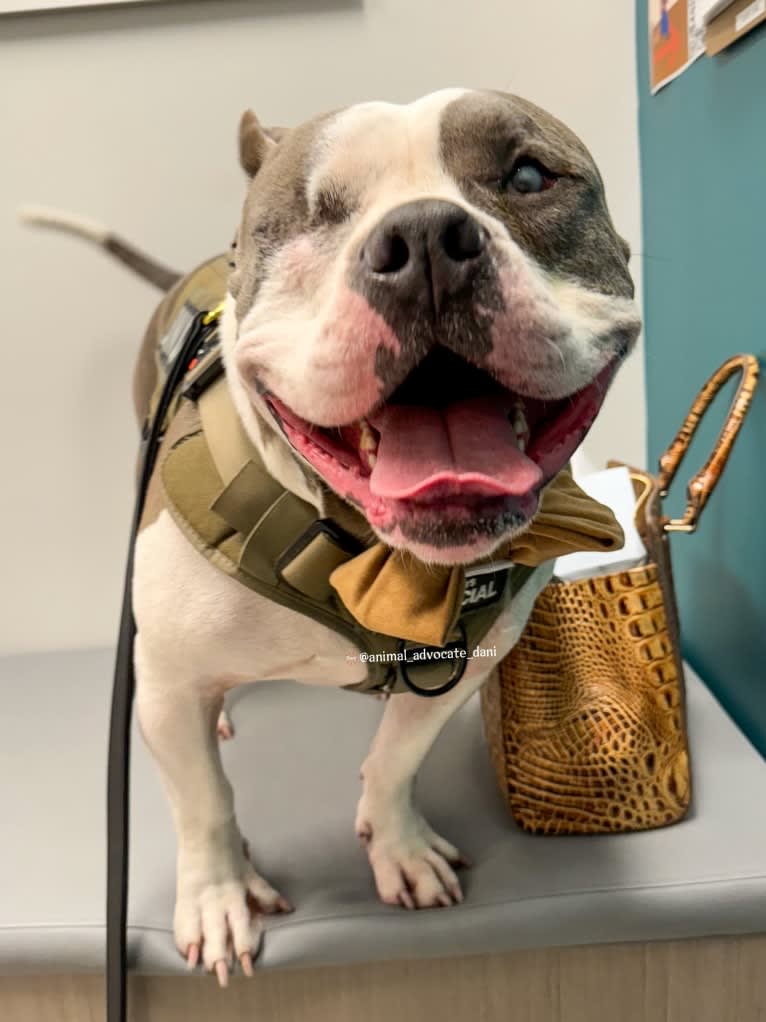 Rhino, an American Bully and Bulldog mix tested with EmbarkVet.com