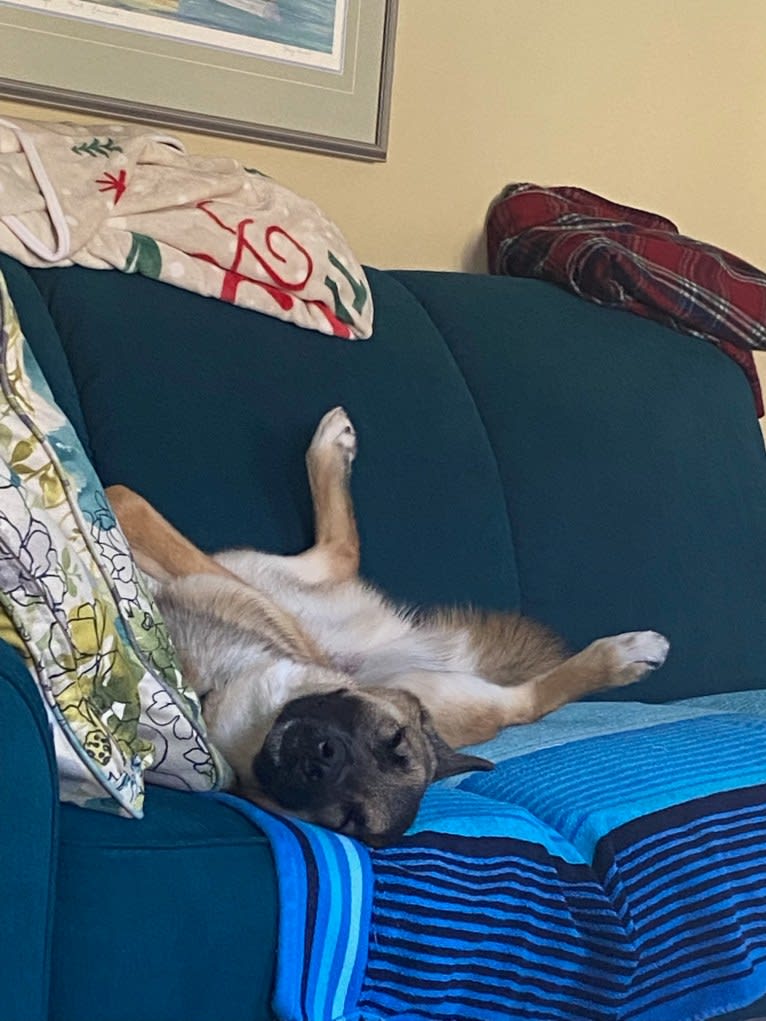 Percy, a Norwegian Elkhound and Australian Cattle Dog mix tested with EmbarkVet.com