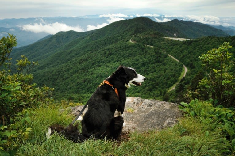 Jack, a Border Collie tested with EmbarkVet.com