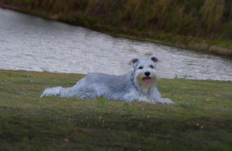 SPARTA, a Miniature Schnauzer tested with EmbarkVet.com