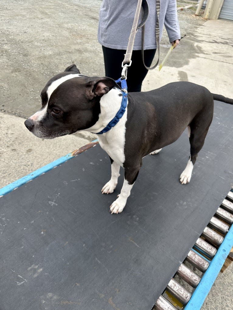 Dany, an American Pit Bull Terrier tested with EmbarkVet.com
