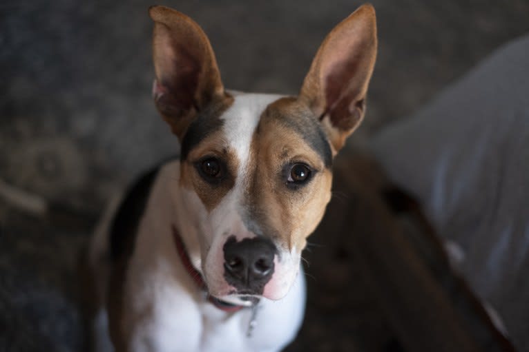 Fletcher, an American Pit Bull Terrier and German Shepherd Dog mix tested with EmbarkVet.com