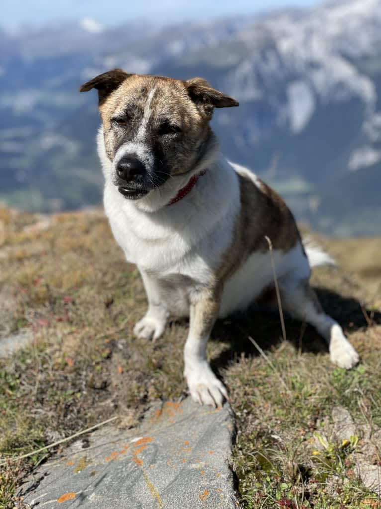 Coco, a Southeast Asian Village Dog tested with EmbarkVet.com