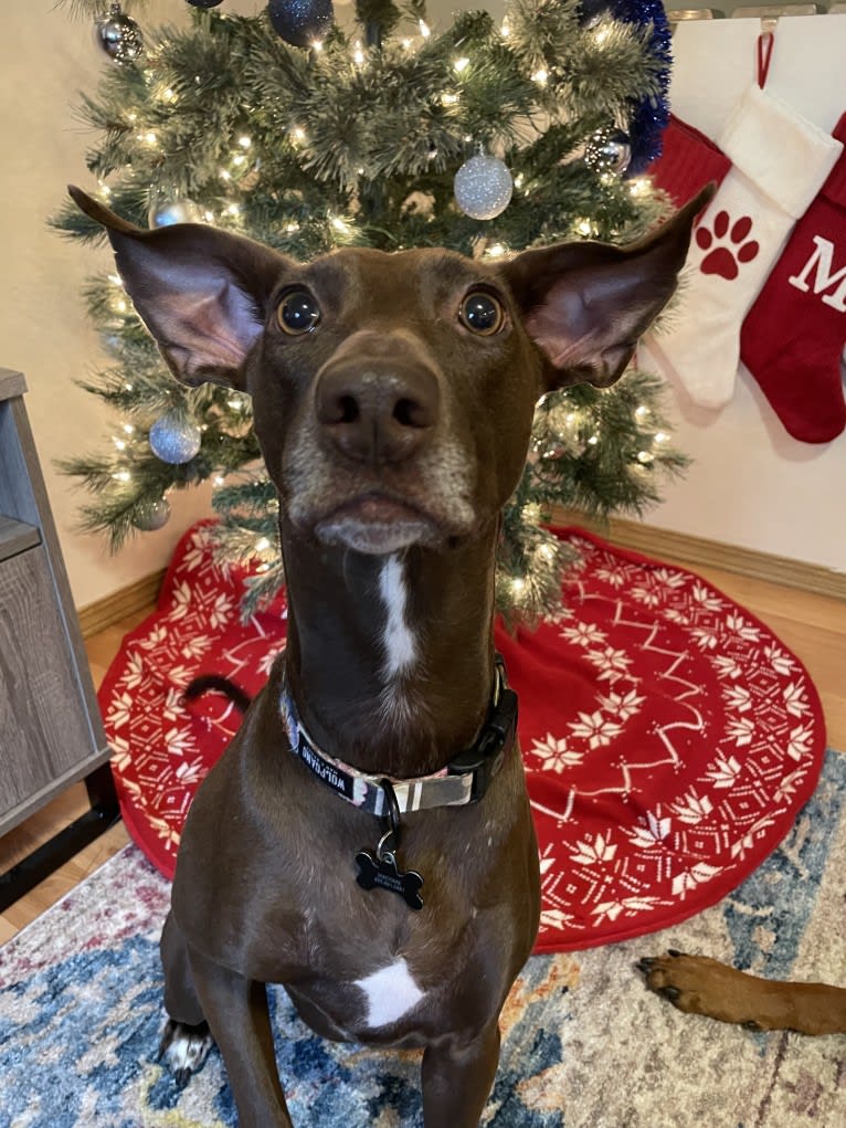 Lana, an American Pit Bull Terrier and Greyhound mix tested with EmbarkVet.com
