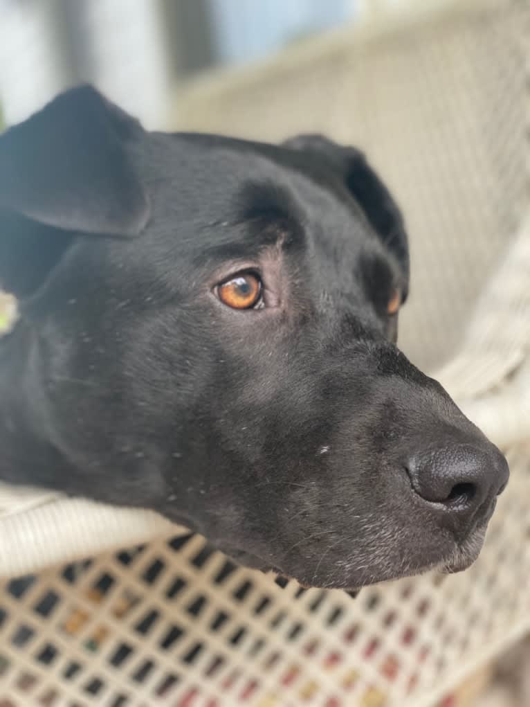 Lucas, a Chow Chow and Labrador Retriever mix tested with EmbarkVet.com