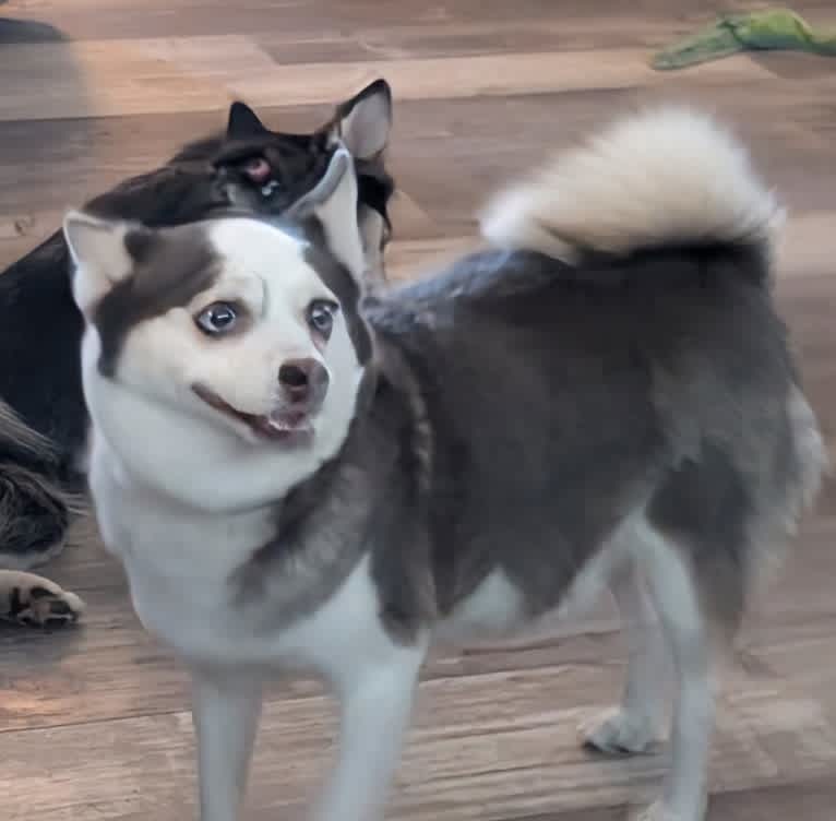 Peaches, a Pomsky tested with EmbarkVet.com