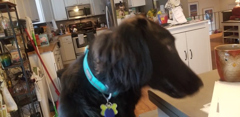 O'Reilly, an Irish Setter and German Shepherd Dog mix tested with EmbarkVet.com