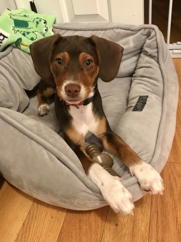 Beowulf, a Miniature Pinscher and Beagle mix tested with EmbarkVet.com