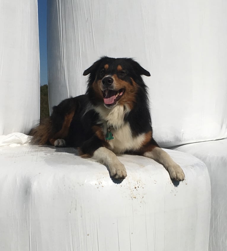 Teddy, an English Shepherd tested with EmbarkVet.com