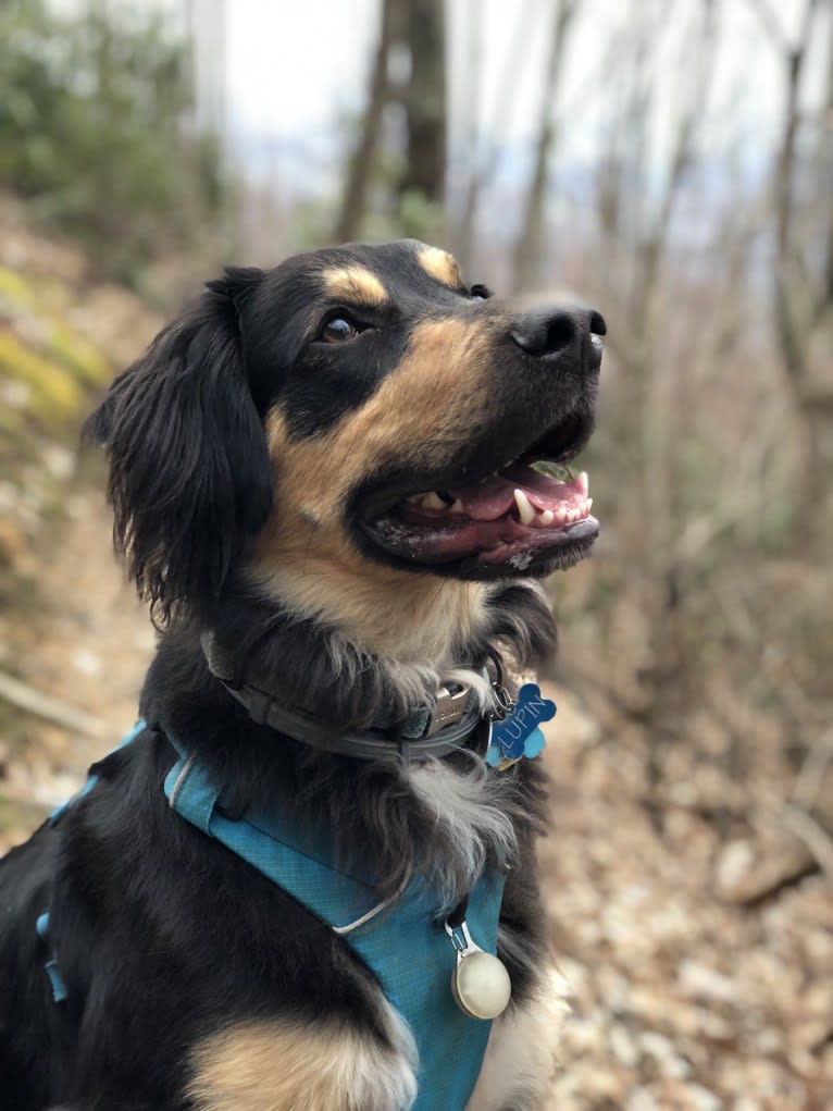 Lupin, a Llewellin Setter and Boxer mix tested with EmbarkVet.com
