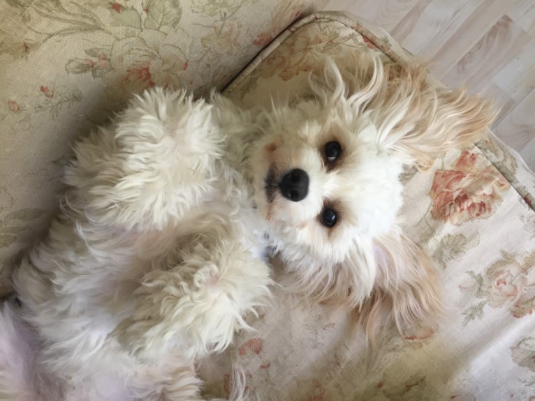 Shiloh, a Cavalier King Charles Spaniel and Bichon Frise mix tested with EmbarkVet.com