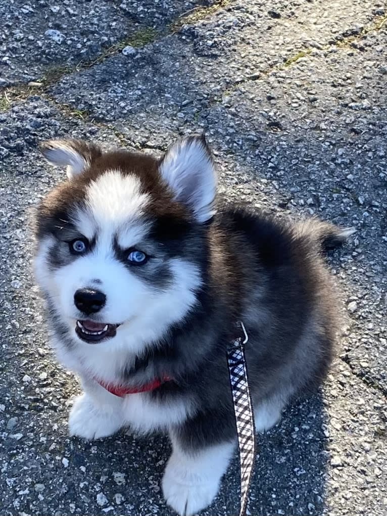 Bowser, a Pomsky tested with EmbarkVet.com