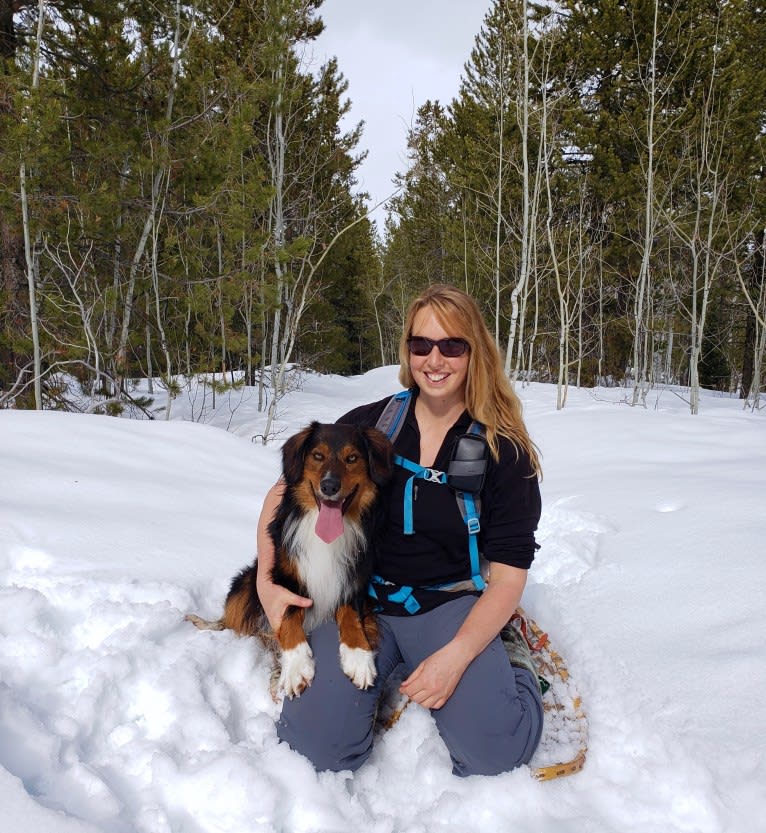 Burley, an English Shepherd tested with EmbarkVet.com