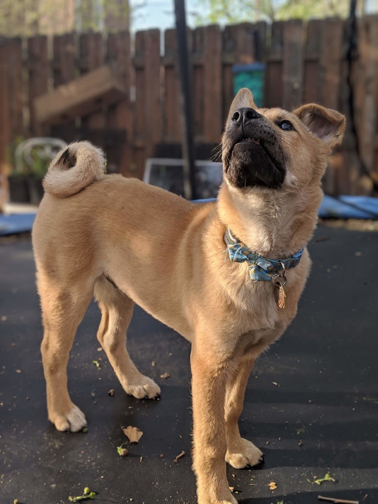 Apollo, a Jindo tested with EmbarkVet.com