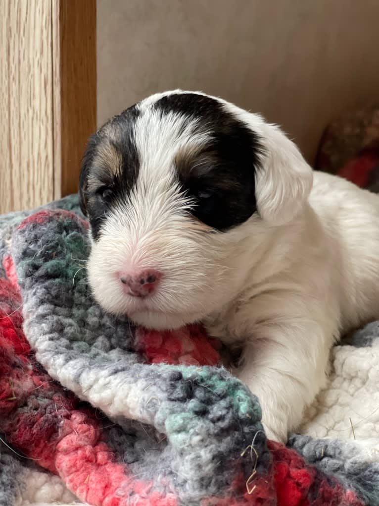 SPARKLECHARMER, a Sealyham Terrier tested with EmbarkVet.com