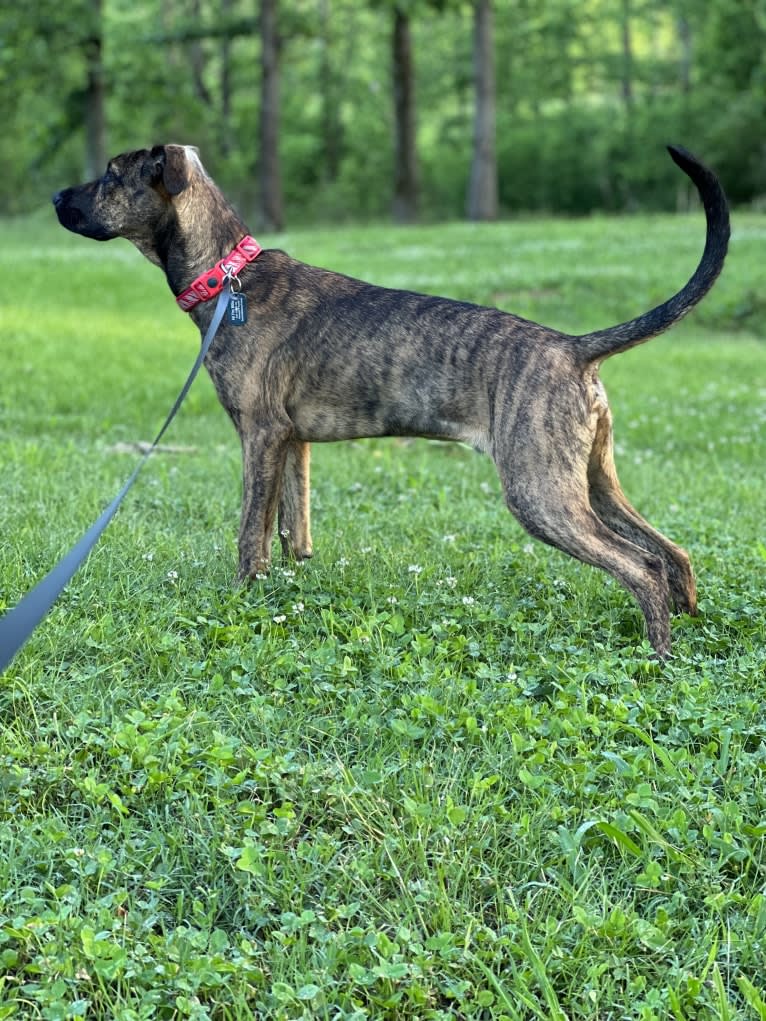 Roscoe, a German Shepherd Dog and Boxer mix tested with EmbarkVet.com