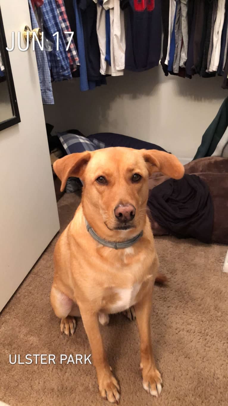 Jaxson, a Weimaraner and German Shepherd Dog mix tested with EmbarkVet.com