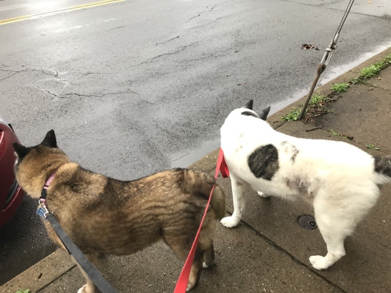 Kiki, an Akita tested with EmbarkVet.com