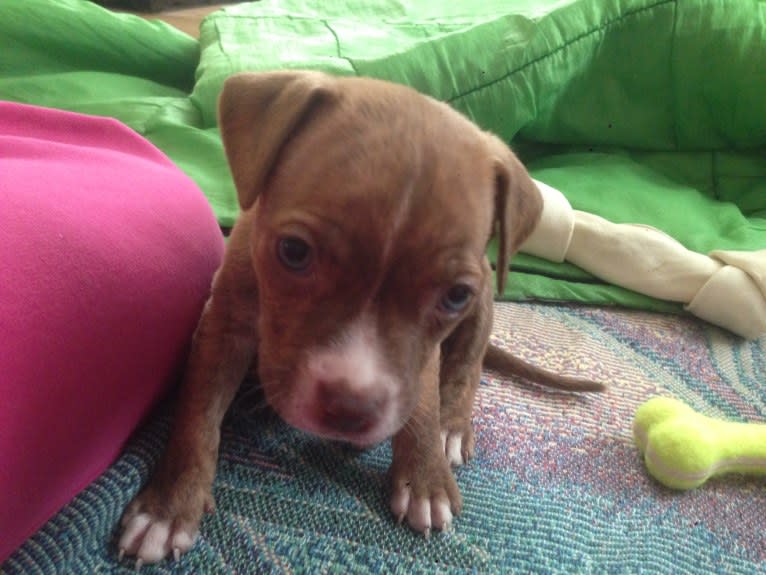 Buttercup, an American Pit Bull Terrier and Labrador Retriever mix tested with EmbarkVet.com