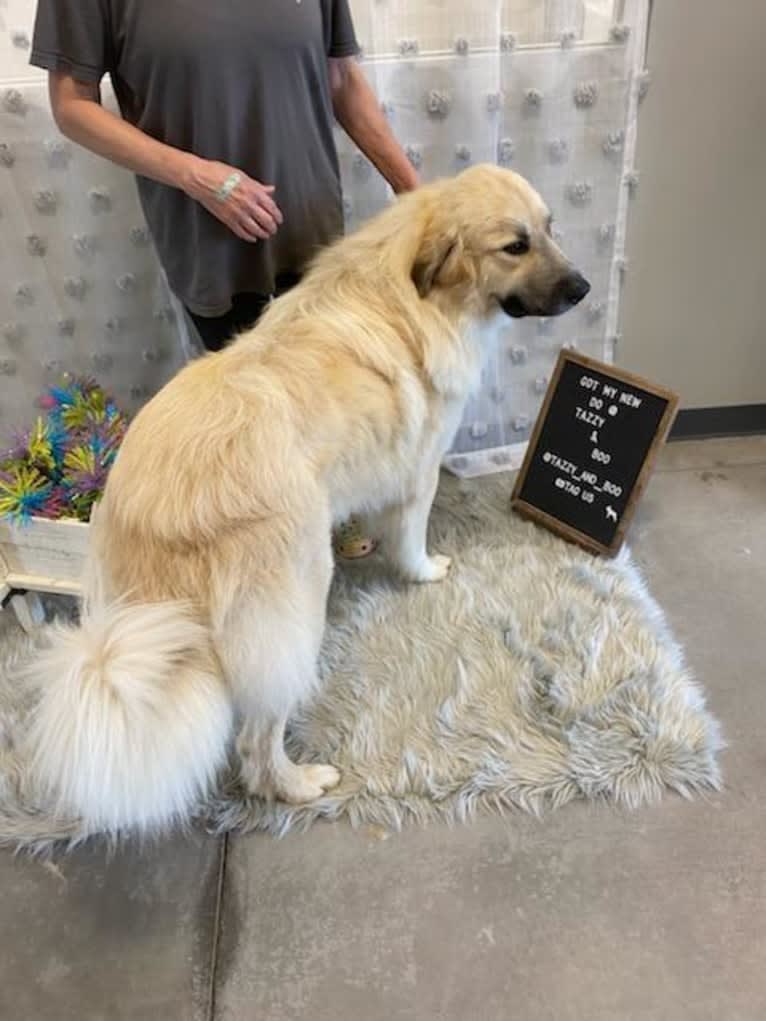 Rebel, a Great Pyrenees and Anatolian Shepherd Dog mix tested with EmbarkVet.com