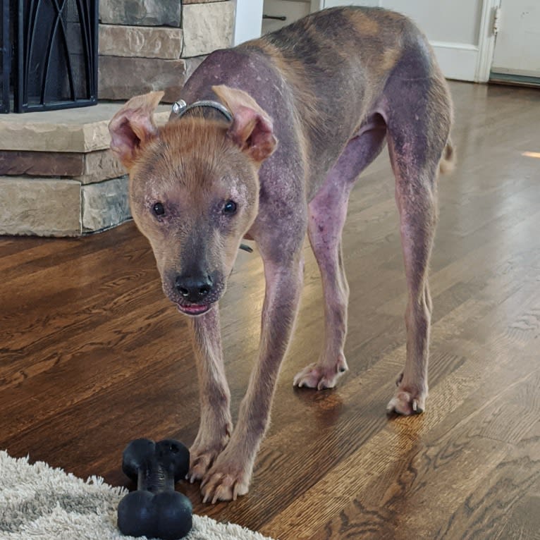 Chupey, an American Pit Bull Terrier and Rottweiler mix tested with EmbarkVet.com