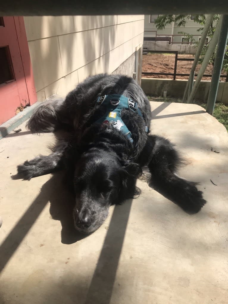 Fred, a Golden Retriever and Great Pyrenees mix tested with EmbarkVet.com