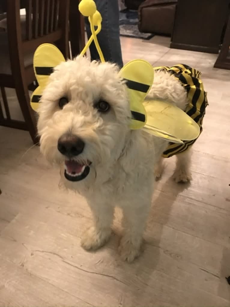 Chloe Grace, a Goldendoodle tested with EmbarkVet.com