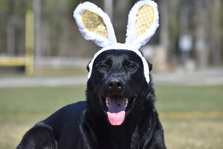 Pashka, a German Shepherd Dog tested with EmbarkVet.com