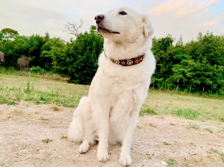 Abigail, an Eastern European Village Dog tested with EmbarkVet.com