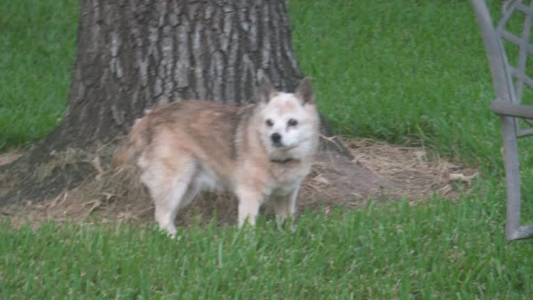 Lassie, a Pomeranian and Rat Terrier mix tested with EmbarkVet.com