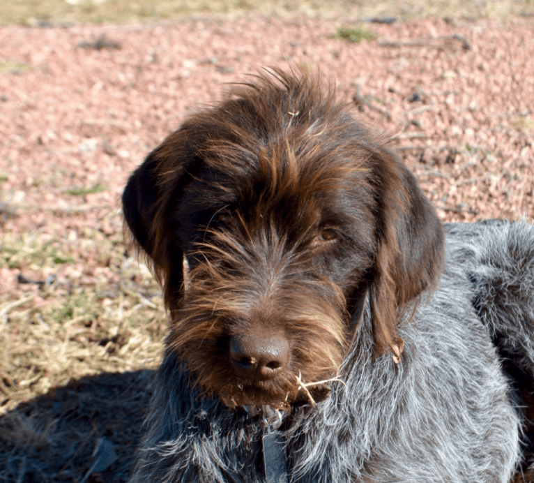 Luna, a Wirehaired Pointing Griffon tested with EmbarkVet.com