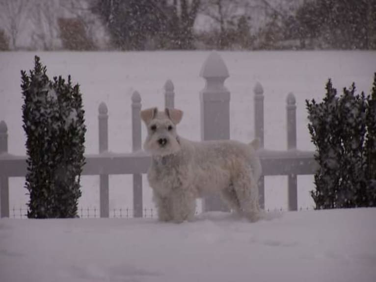 Sailor, a Miniature Schnauzer tested with EmbarkVet.com