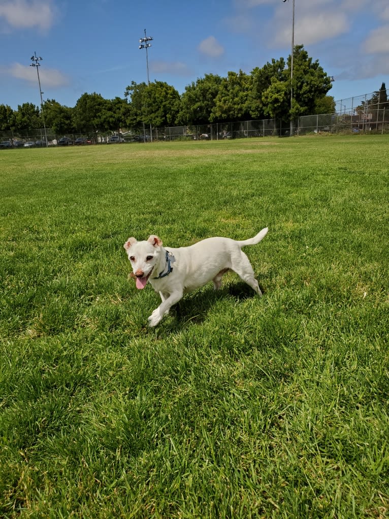 Barry, a Chihuahua and Rat Terrier mix tested with EmbarkVet.com