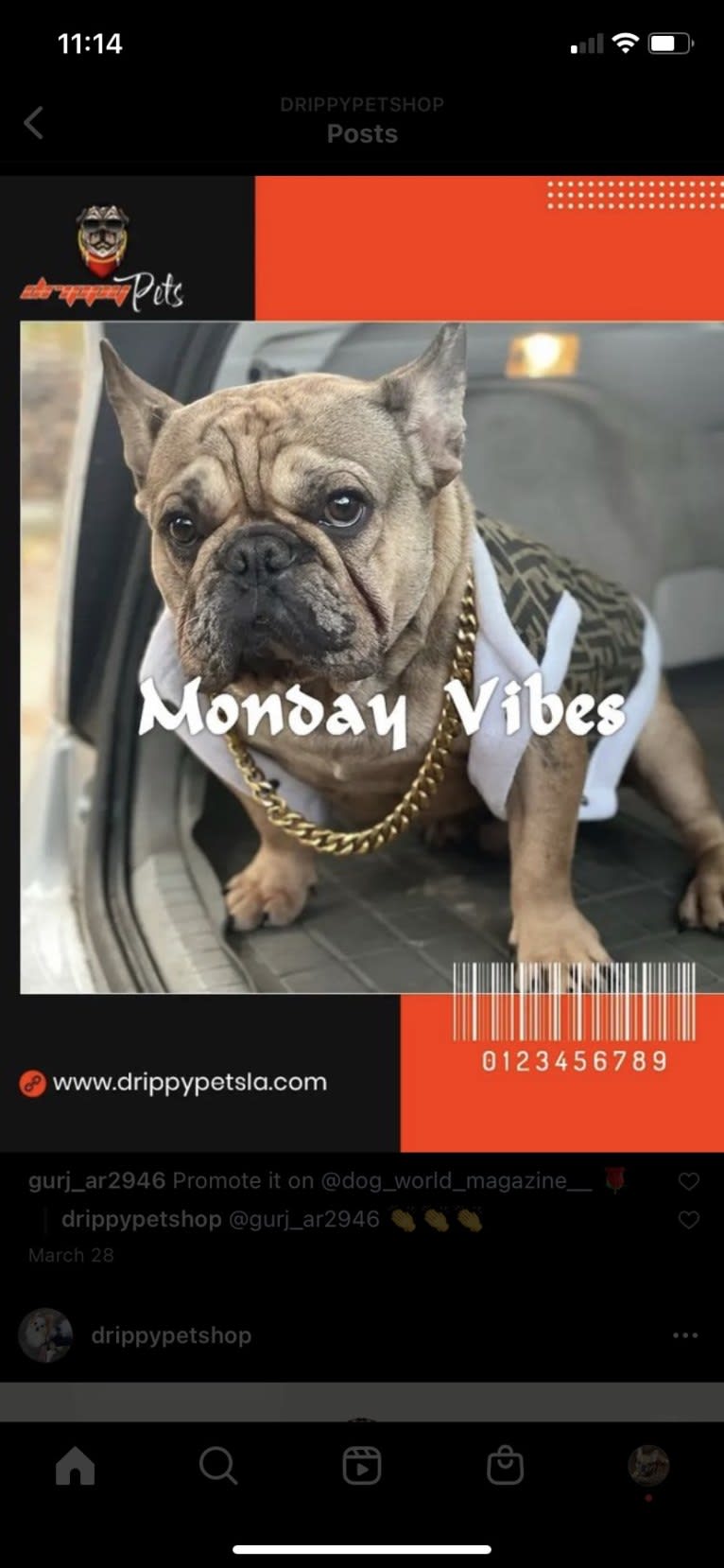 Louie, a French Bulldog and Bulldog mix tested with EmbarkVet.com
