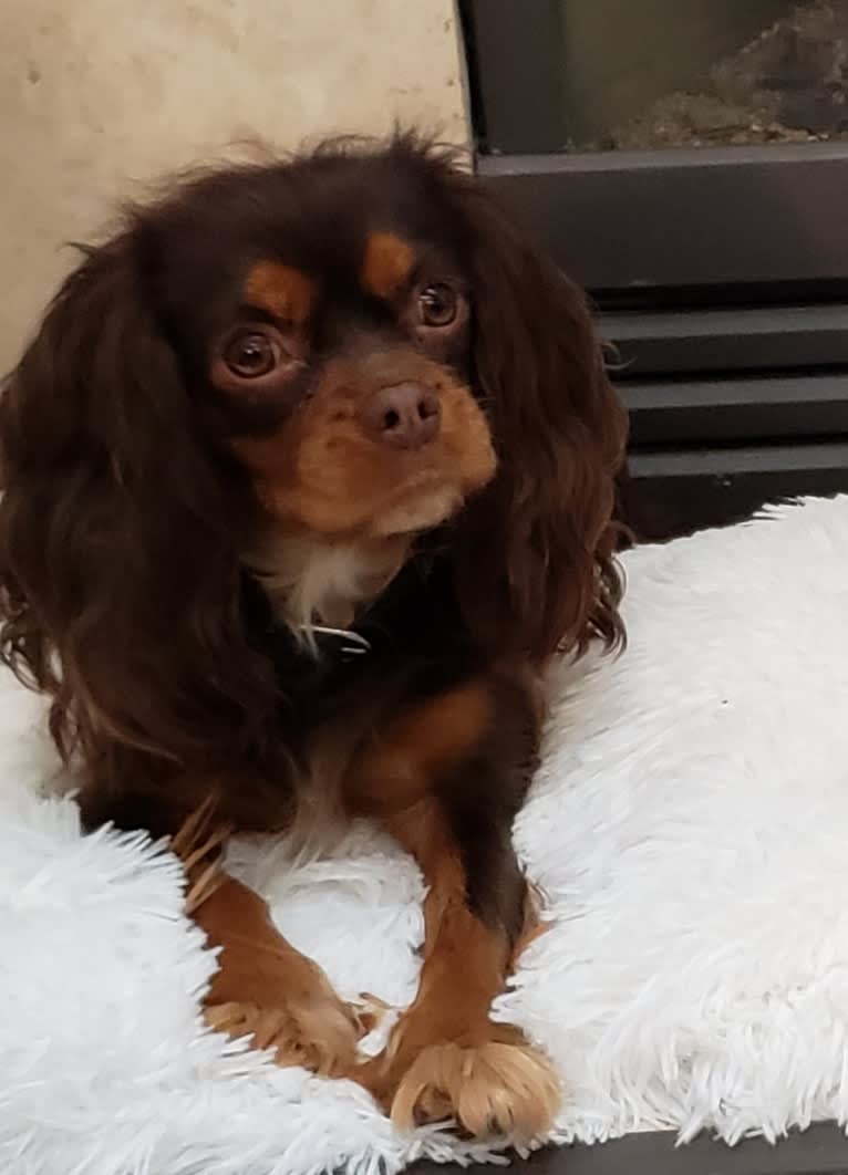 Diamond, a Cavalier King Charles Spaniel tested with EmbarkVet.com