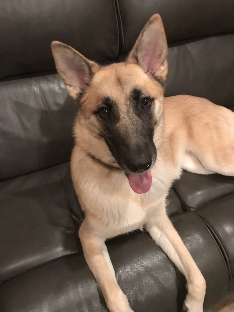 Echo, a German Shepherd Dog and Alaskan Malamute mix tested with EmbarkVet.com