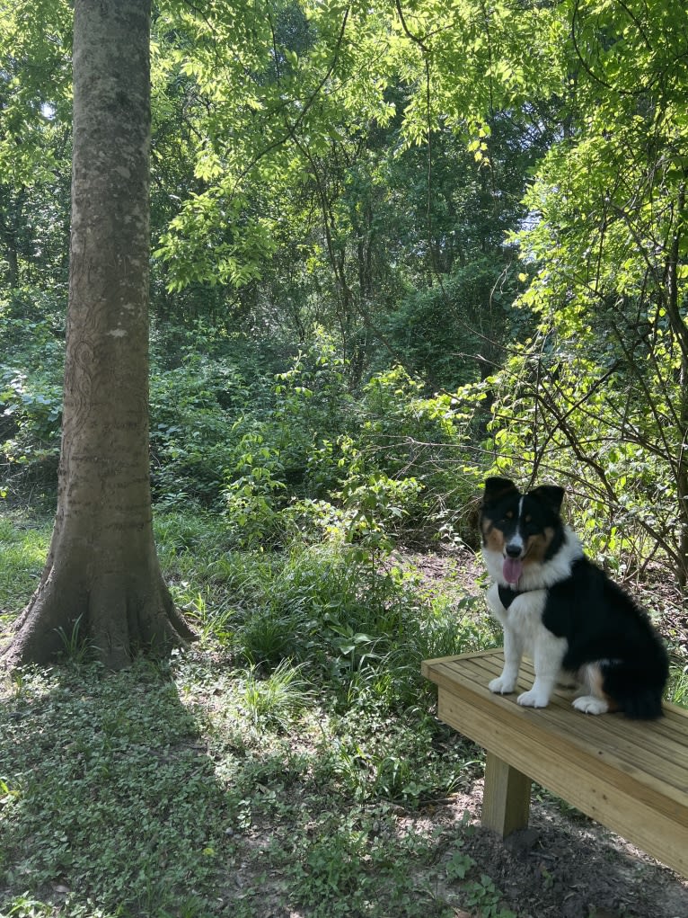 Oboe, an Australian Shepherd tested with EmbarkVet.com