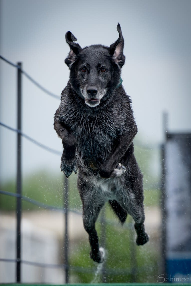 Schimpf's Addicted to the Game ("Addie"), a Labrador Retriever and German Shepherd Dog mix tested with EmbarkVet.com