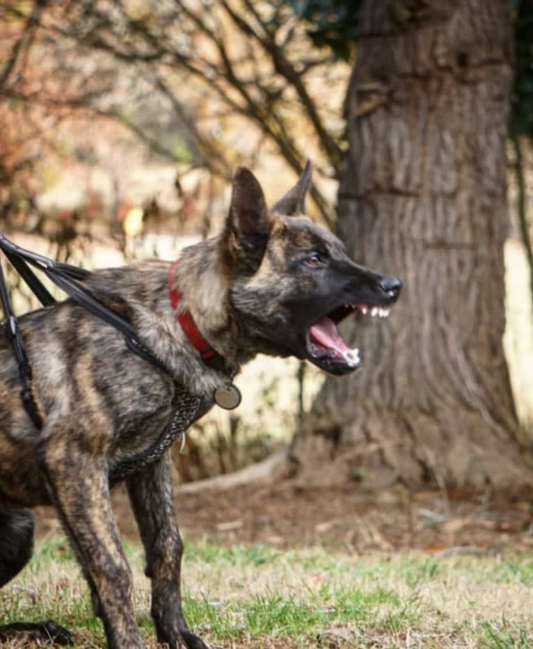 Jinx Van Patriot, a Dutch Shepherd and German Shepherd Dog mix tested with EmbarkVet.com