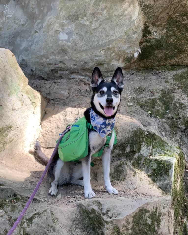 Kaylee, a Siberian Husky and American Pit Bull Terrier mix tested with EmbarkVet.com