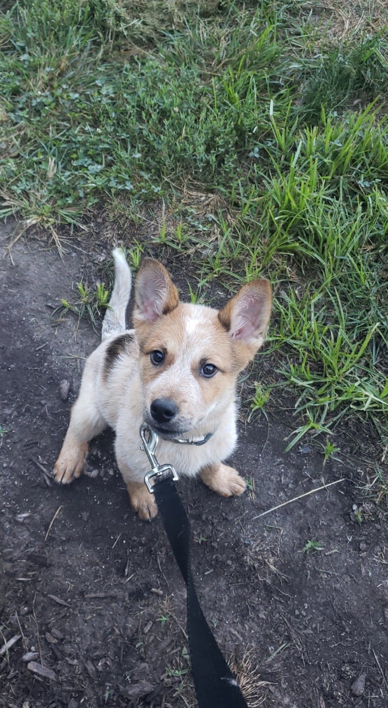 Brutus, an Australian Cattle Dog and Great Pyrenees mix tested with EmbarkVet.com